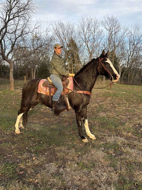 Fancy TWH Gelding