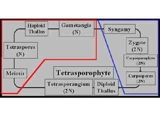 Image result for Echiler Classification System