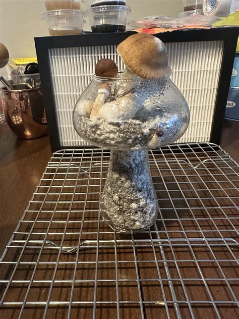 Tidal Wave Mushrooms in a mushroom : Bonsai : r/BonsaiFungi