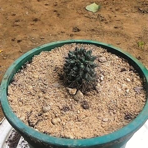 Mammillaria Voburnensis subsp. eichlamii - Gabbar Farms