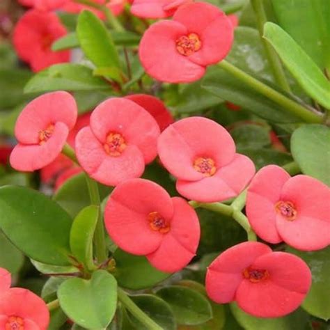 Euphorbia milii Pandora Cactus Plant Online | myBageecha