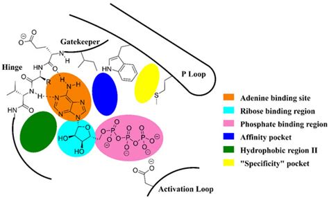 Pharmaceuticals | Special Issue : The Story of Successful Drugs and ...