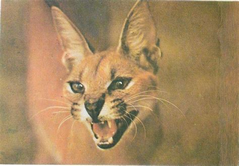 Rare India 1976 Indian Wild Life Caracal Blank Picture Post Card # 403 ...