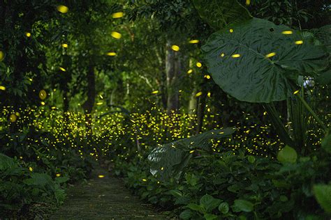 到西双版纳热带植物园“邂逅”浪漫萤火虫，宛如童话世界_百花园