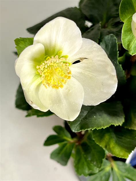 Helleborus niger Winter flower Christmas rose – Plant Studio