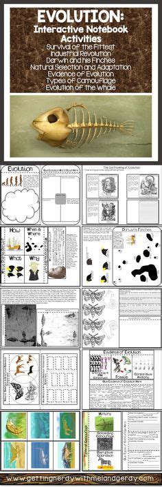 Image result for Freesciencelessons Evolution