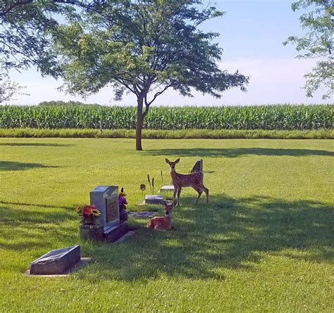 Eidsness Funeral Home - Captured these two beautiful fawns visiting the ...