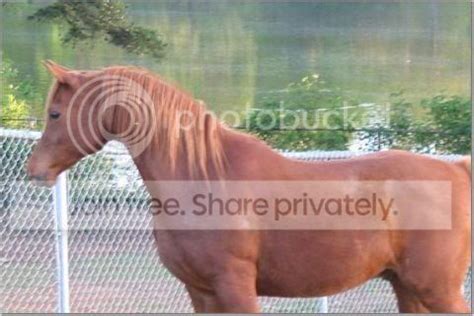 Sadakatin Temsilcisi Atlar (Equidae) - At Resimleri (1. Katalog) - Sayfa 6