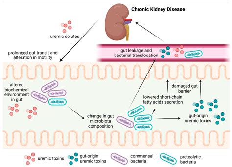 Gut–Kidney Axis Investigations in Animal Models of Chronic Kidney Disease