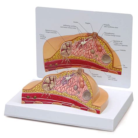 Buy Anatomy Models, Female Anatomy Mode, Cross- Section Model | Human ...