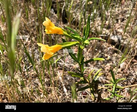 orange bush monkeyflower (Diplacus aurantiacus Stock Photo - Alamy
