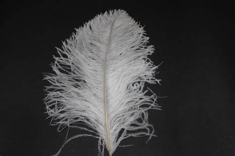 Ten White Wings 300-320mm Small Plumes First Grade Selected ( 12-13 ...