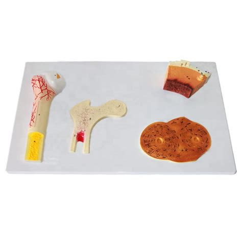 Buy s Structure Model - Human Skeletal System Anatomy - Tissue Model of ...