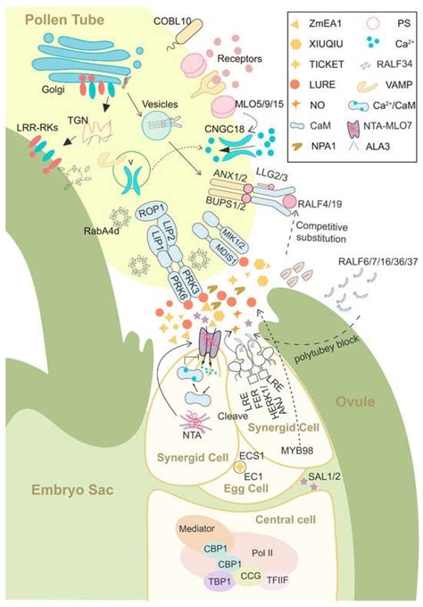 The Role of Female and Male Genes in Regulating Pollen Tube Guidance in ...