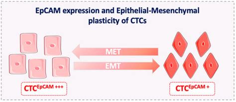 Epithelial Cell Adhesion Molecule: An Anchor to Isolate Clinically ...