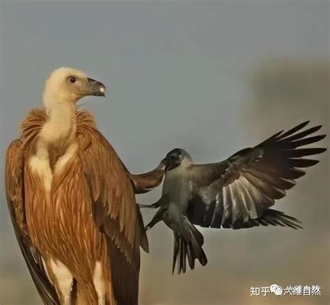 惊喜！昭通盐津发现“怪鸟” 竟是云南鸟类新物种