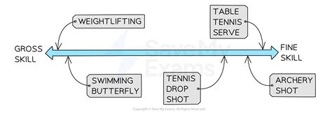 Gross And Fine Skills