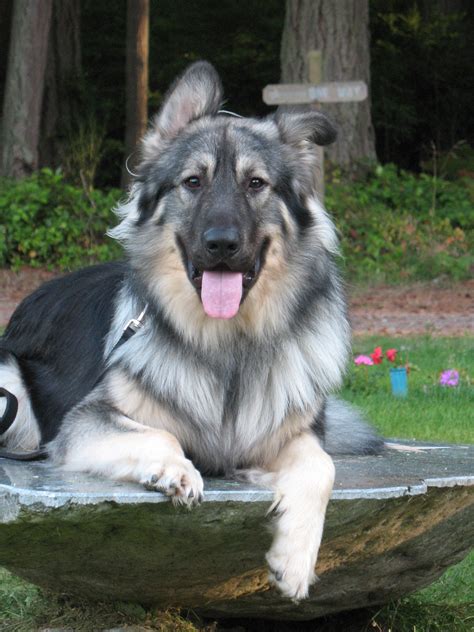 American Alsatian dog photo and wallpaper. Beautiful American Alsatian ...