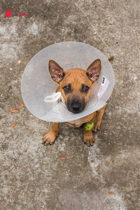 Image result for Basic First Aid for Pets