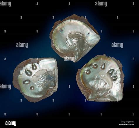 Oyster Pearl Removal at Catherine Grant blog