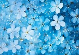 Image result for Little Blue Stem Flowers