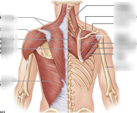 back muscles Diagram | Quizlet