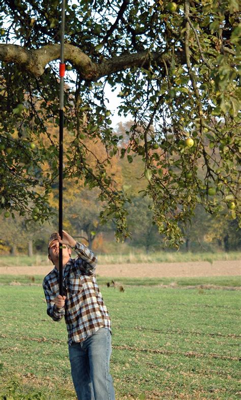 Apple harvest: Sharing an age-old tradition in a German orchard and at ...