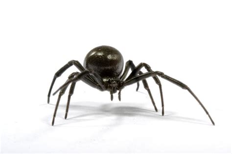 黑蜘蛛图片-白色背景上的黑蜘蛛素材-高清图片-摄影照片-寻图免费打包下载