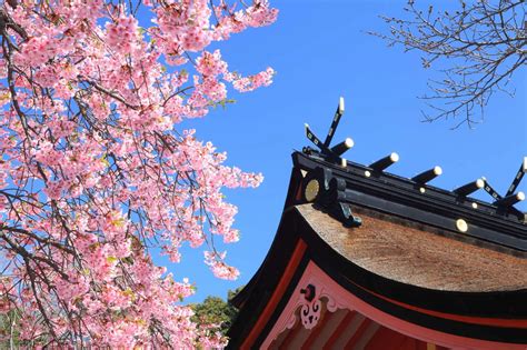 What does "Sakura" mean to the Japanese? A deep look at the ...