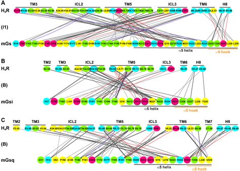 Specific Engineered G Protein Coupling to Histamine Receptors Revealed ...