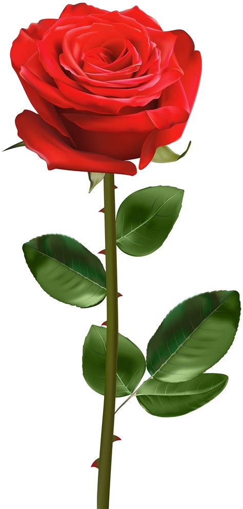 Red Rose with Stem Transparent PNG Image