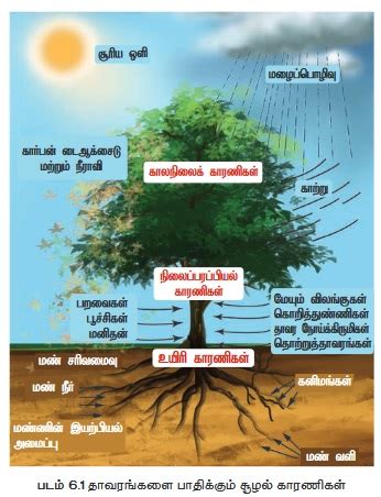 சூழ்நிலையியல் காரணிகள் - தாவரச் சூழ்நிலையியல் | Ecological factors ...