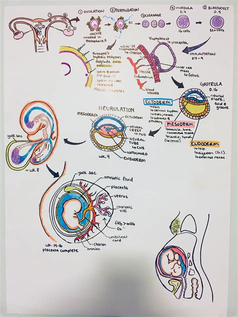 Image result for Embryogenesis Process