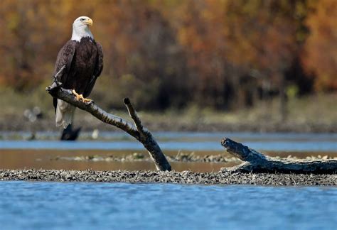Lake Maumelle/Maumelle River WMA Nature Trails • Arkansas Game & Fish ...