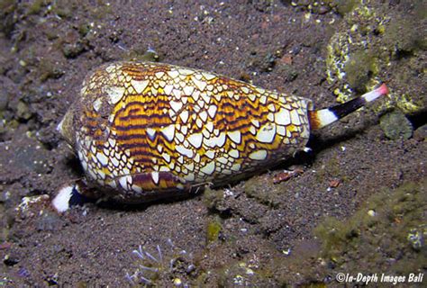 Image result for Conus Textile Shell