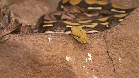 Retic Python 的图像结果