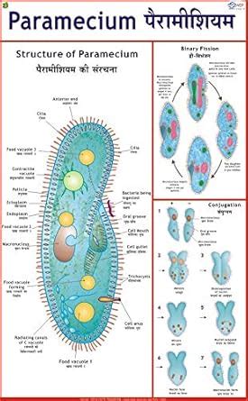 Buy Paramecium Chart Book Online at Low Prices in India | Paramecium ...