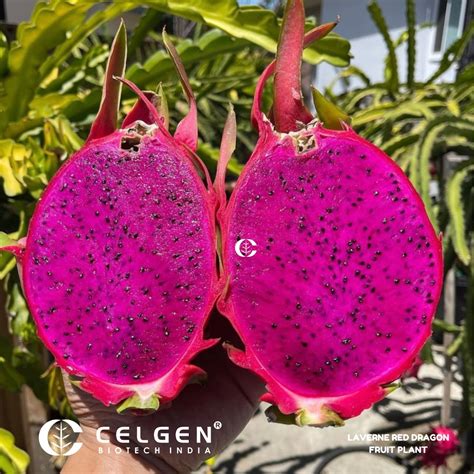 Dragon Fruit - Red Laverne (Flesh Magenta) Tissue Culture Sapling ...