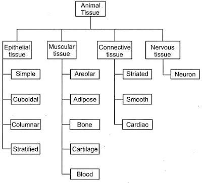 Class 9 Science Tissue 的图像结果