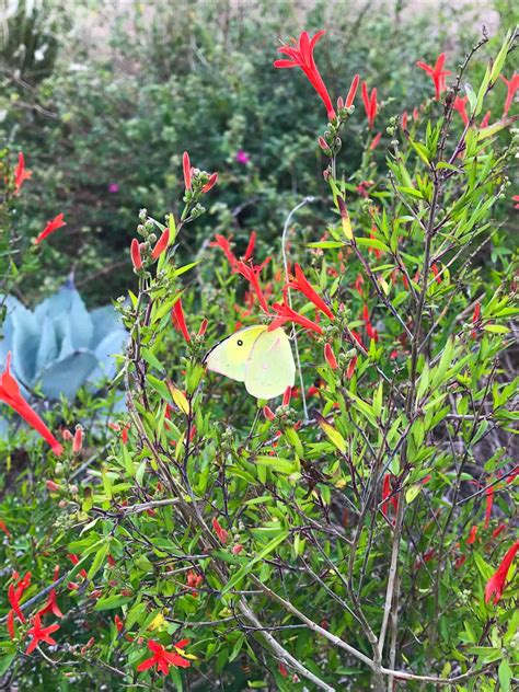 Hummingbird Bush (Flame Acanthus): A Texas Native - Native Backyards