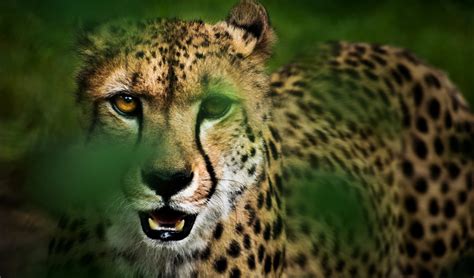 Burmese Python 的图像结果