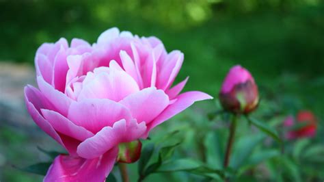 Download wallpaper 1366x768 peony, petals, bud, flower, herbs, garden ...