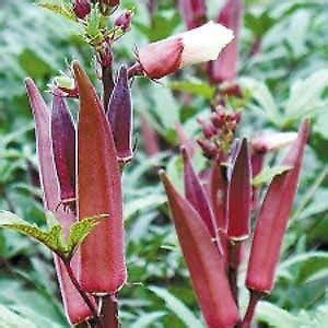 Earth Angels lady finger seeds (bhindi ke beej) Seed Price in India ...