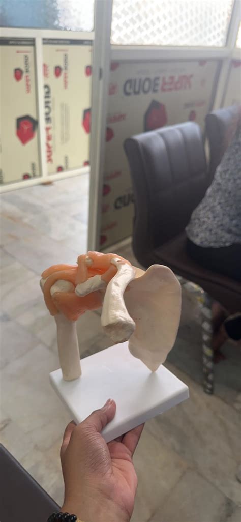 Kay Kay Industries 45cm Spine, Hip, Shoulder and Knee Joint Bone Combo ...