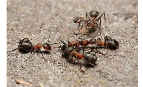 蚂蚁的介绍和特点简单（为什么能分工明确？科学家揭示蚂蚁不同品级间的脑特化现象） | 说明书网