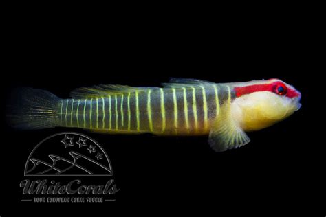 Elacatinus (Gobiosoma) multifasciatus - Green Banded Goby - buy online