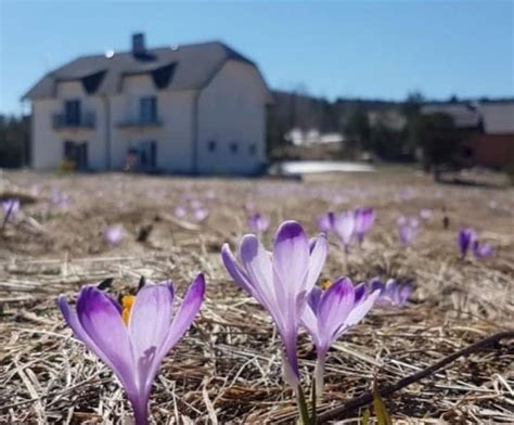 Divčibare Vacation Rentals & Homes - Zlatibor District, Serbia | Airbnb