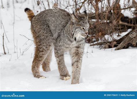 Lynx Tail