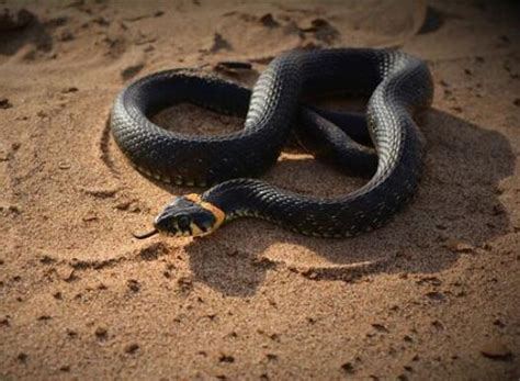 梦见一条大黑蛇是什么意思预兆 - 原版周公解梦大全