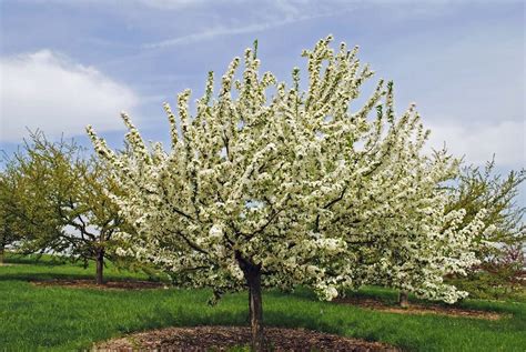 Sugar Tyme Crabapple — Affordable Trees